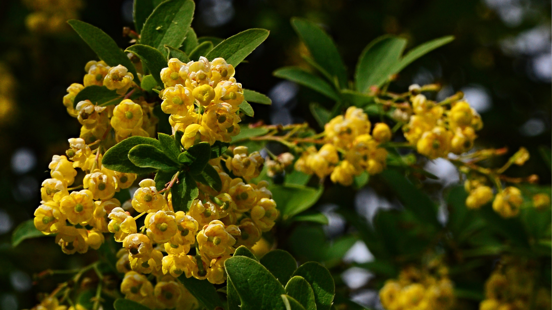 Is Berberine Really “Nature’s Ozempic” or Just Another Trend